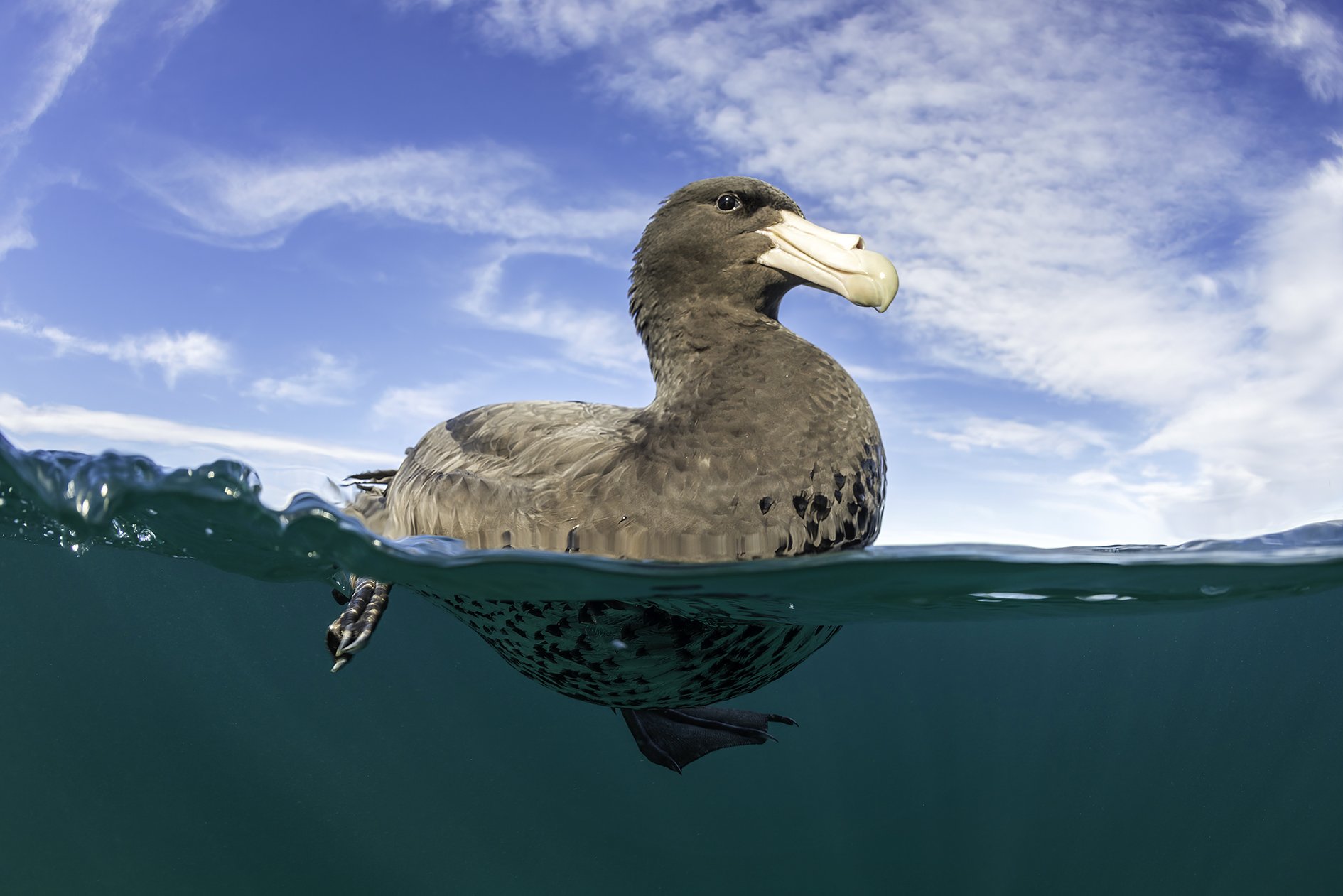 Southern giant petrel, Nuevo Gulf, Valdes Peninsula, Argentina.