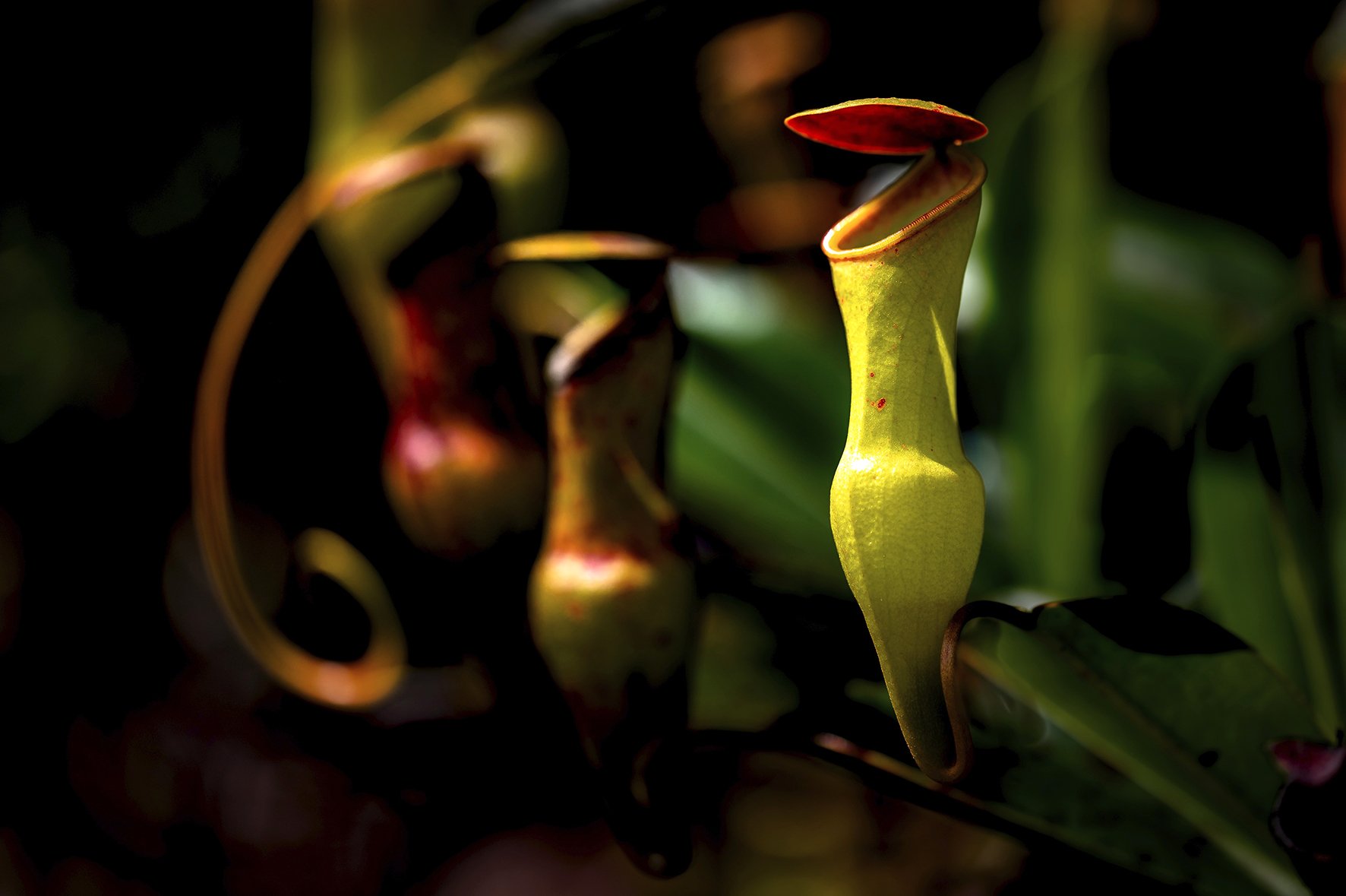 Close-up of a pitcher plant in the jungle, Praslin, Seychelles, Africa