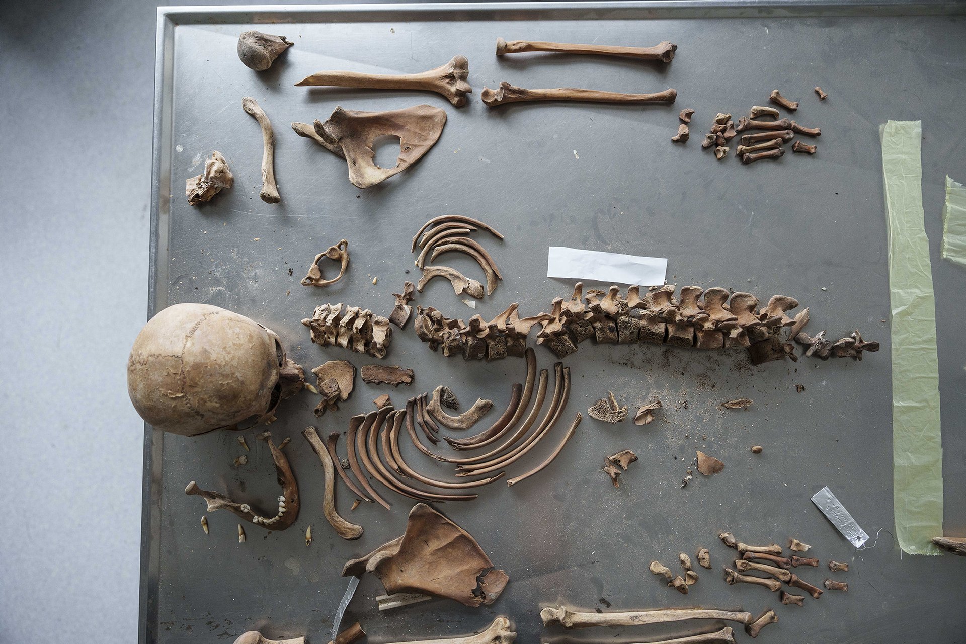 Letos zatím do laboratoře v Tuzle přivezli jen dvě kostry. 