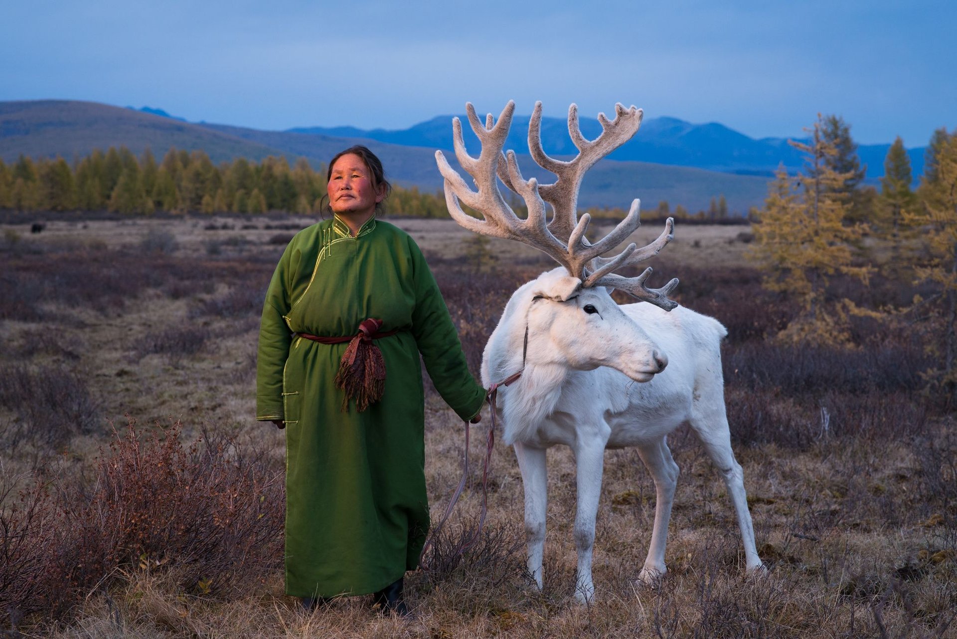  Spirit Moose