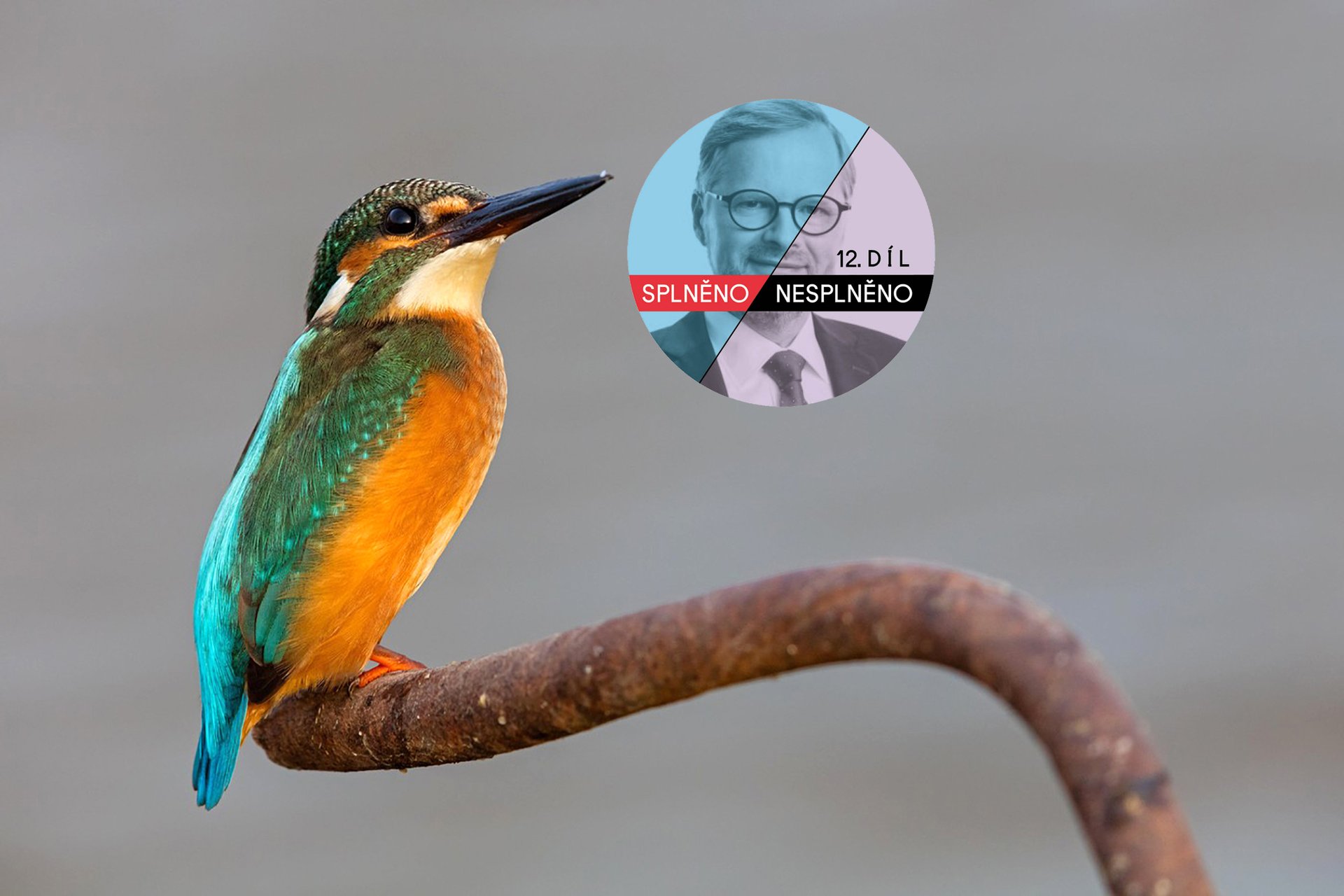 „S ohledem na aktuální priority vlády je v tuto chvíli nereálné anketu k volbě národního ptáka ještě v tomto volebním období uskutečnit."