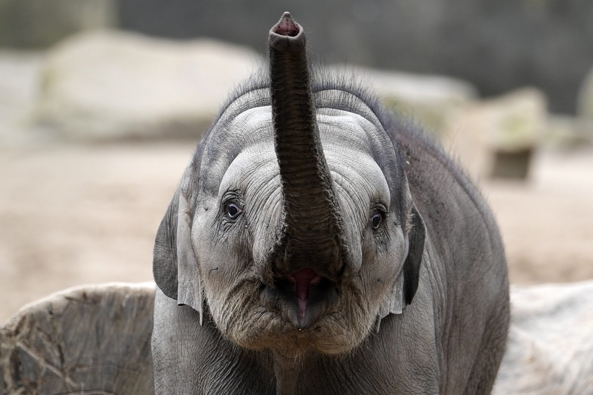 Objektivní pravda neexistuje. Jako ve starém indickém příběhu o slonovi a slepcích.