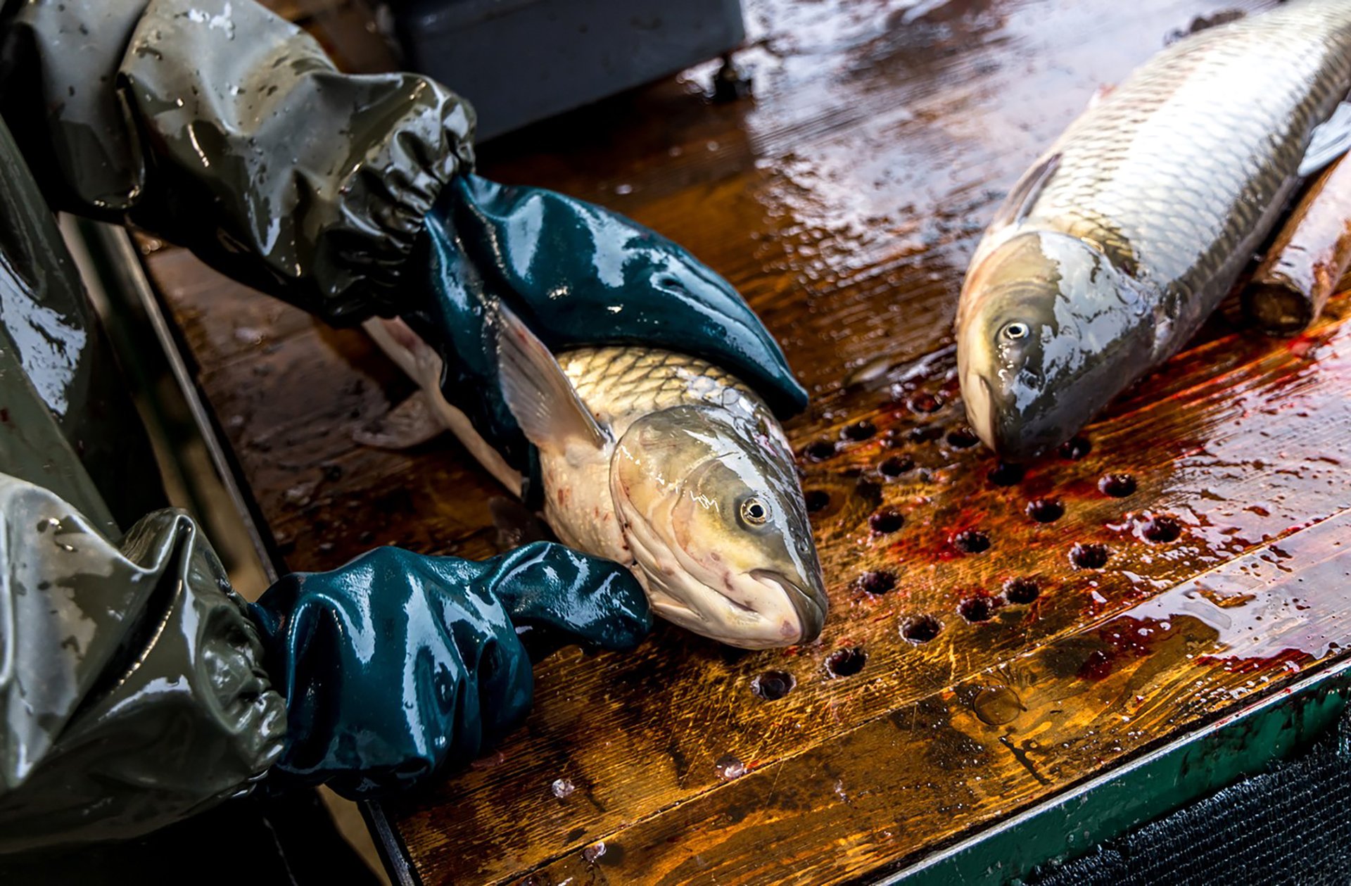 Utrpení spojené s posledními dny není jediné, se kterým se kapr během tohoto období setkává