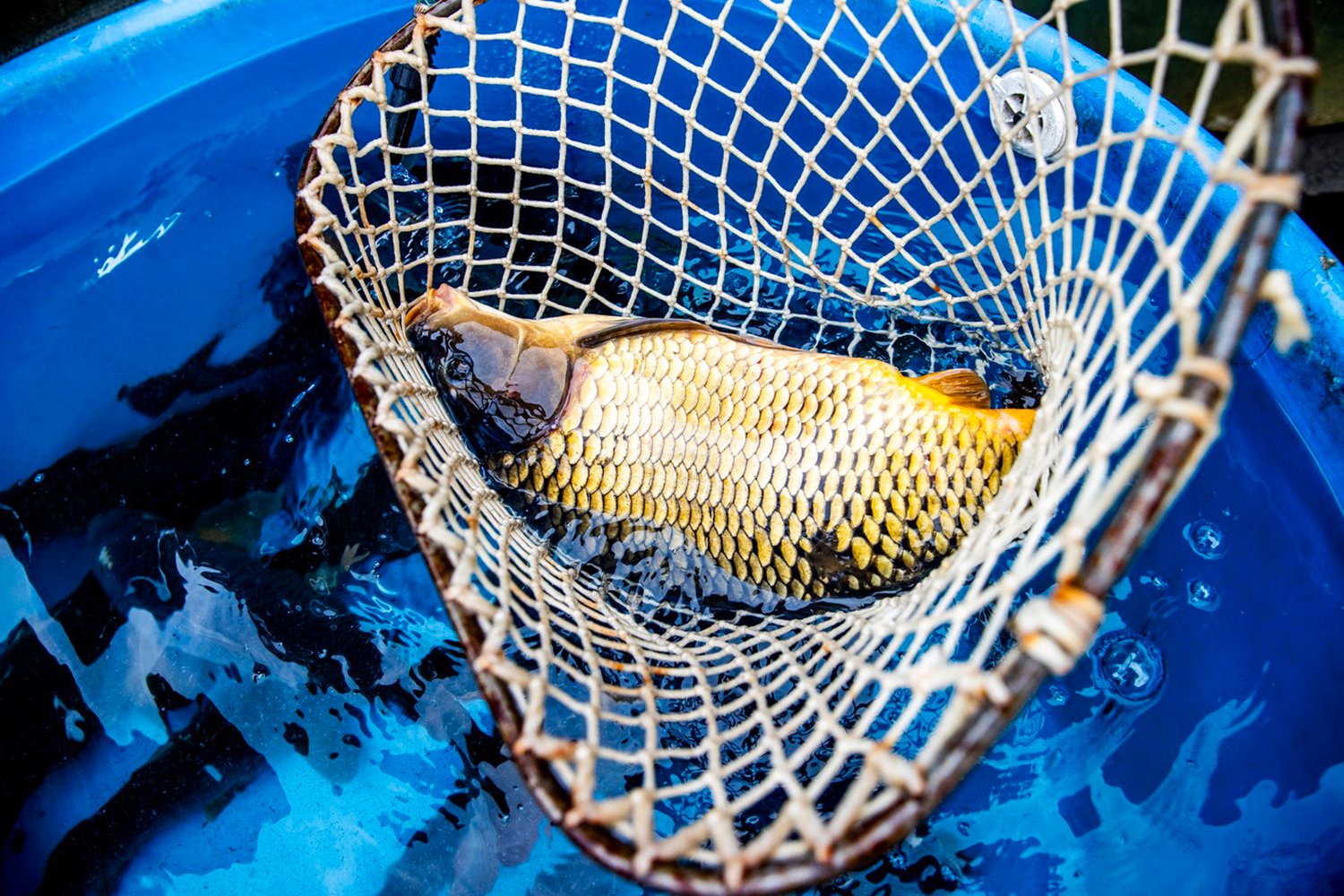 Utrpení spojené s posledními dny není jediné, se kterým se kapr během tohoto období setkává